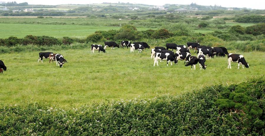 Bealaha House Bed and Breakfast Doonbeg Buitenkant foto